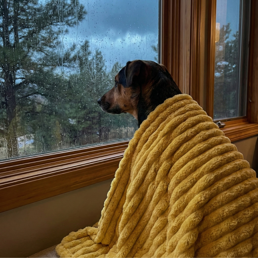 Emotional Support Blanket©